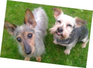 R.I.P Molly & Rizla  Molly (left) and Rizla (right). Two incredible dogs that came into our lives from Animal Samaritans in 2006, and shared their lives and unequivocal love, joy and passion for life with us.   Sadly, Molly passed away due to ill health on 11/09/15.   Rizla recently passed away too on 26/03/17.  We'll meet again someday at the rainbow bridge my loves x