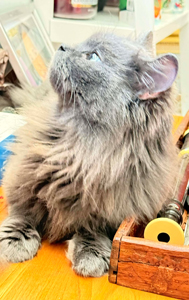 612034007_1218999993692749_3543845811734160537_n