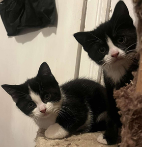 2026 Tipi and mari FEB