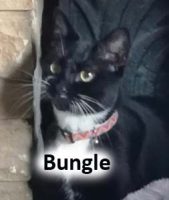 2020 CAT Bungle Aug