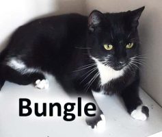 2020 CAT Bungle Aug1