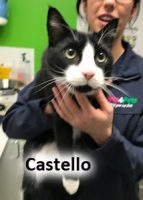 2020 CAT Costello feb