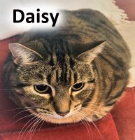 2020 CAT Daisy DEC