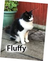2020 CAT Fluffy NOV