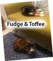 2020 CAT Fudge and Toffee NOV
