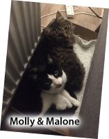 2020 CAT Molly and Malone NOV