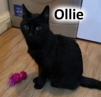 2020 CAT Ollie NOV