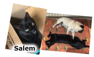 2020 CAT Salem 1 march