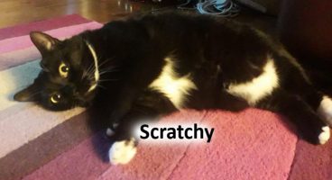 2020 CAT Scratychy NOV