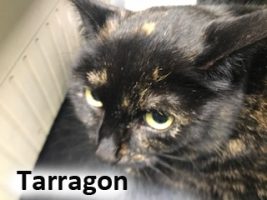 2020 CAT Tarragon Feb