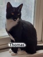 2020 CAT Thomas AUG