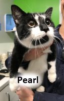 2020 CAT pearl feb