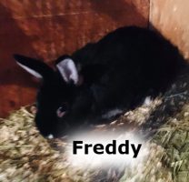 2020 RABBIT Freeddy NOv