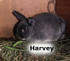 2020 RABBIT Harvey NOV