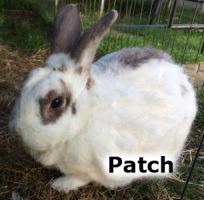 2020 RABBIT Patch July