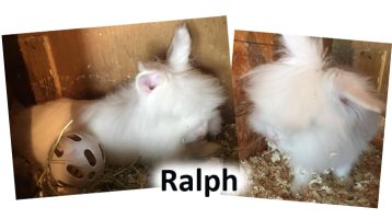 2020 RABBIT Ralph sept