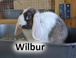 2020 RABBIT Wilbur Dec