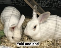 2020 RABBIT yuki and nori DEC