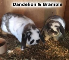 2020 Rabbit Dandelion and brambles OCT