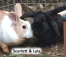 2020 Rabbits SCARLETT LYLA