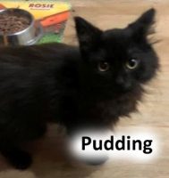 2020 cat pudding jan