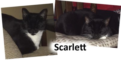 2020 cat scarlett jan