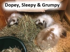 2020 rabbits dopey sleepy grumpy jan
