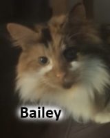 2022 CAT Bailey Feb