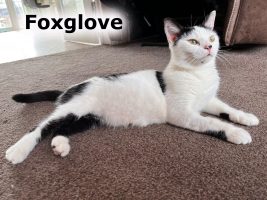 2022 CAT Foxglove JULY