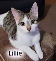 2022 CAT Lily SEPT