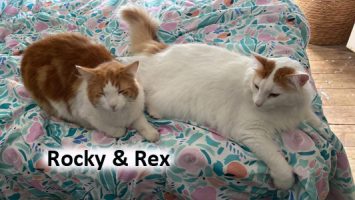 2022 CAT Rocky and Rex SEPT