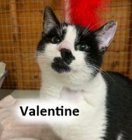 2022 CAT Valentine Feb