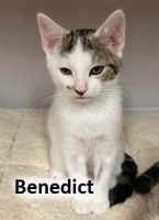 2022 CAT benedict OCT1