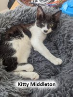 2022 CAT kitty middleton june