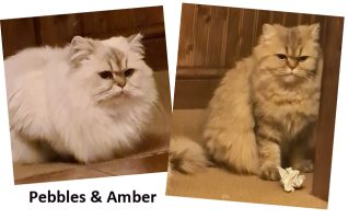 2022 CAT pebbles and amber FEB1