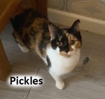 2022 CAT pickles march