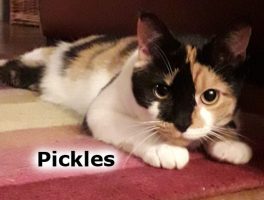 2022 CAT pickles may