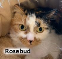 2022 CAT rosebud march